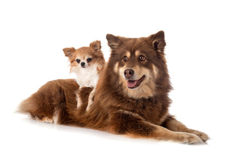 Finnish Lapphund and chihuahua in front of white background
