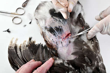 picture of caponize a rooster on white backgroundの写真素材