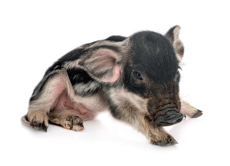 Miniature pig in front of white backgroundの写真素材