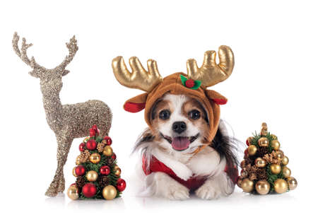 butterfly dog in front of white backgroundの写真素材