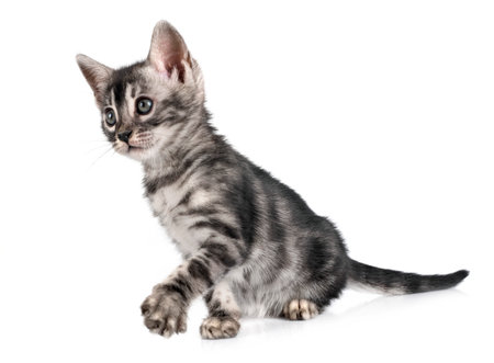 bengal cat in front of white backgroundの写真素材