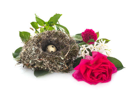 nest and egg in front of white backgroundの写真素材