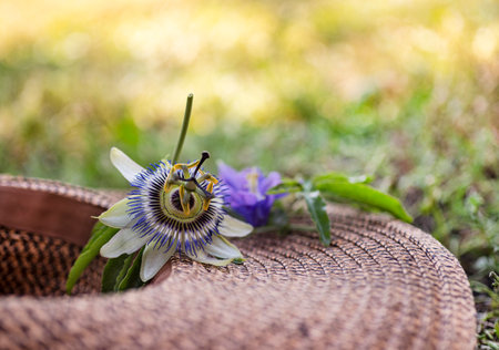 passion flower and hat in nature in summerの写真素材