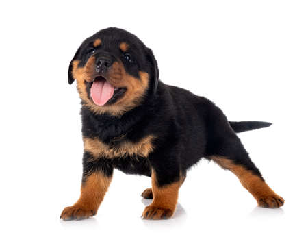 puppy rottweiler in front of white backgroundの写真素材