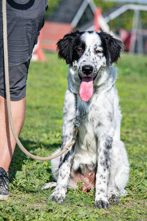 young Tornjak in a training of obedience with owner