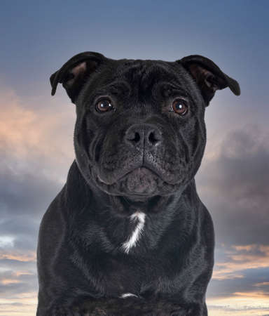 staffordshire bull terrier in front of storm backgroundの写真素材