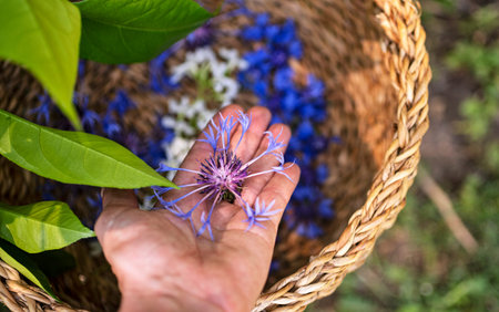 many flowers in basket for making plant tinctureの写真素材