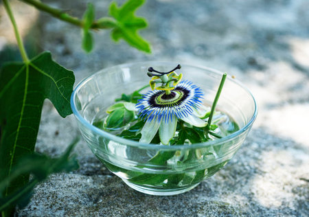 passion flower in water for making plant tinctureの写真素材