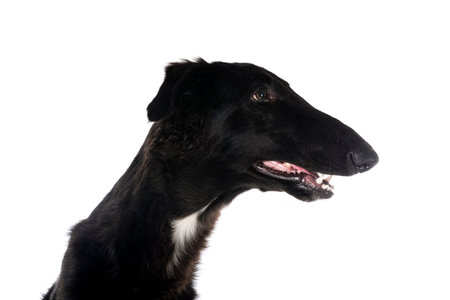 young borzoi in front of white background