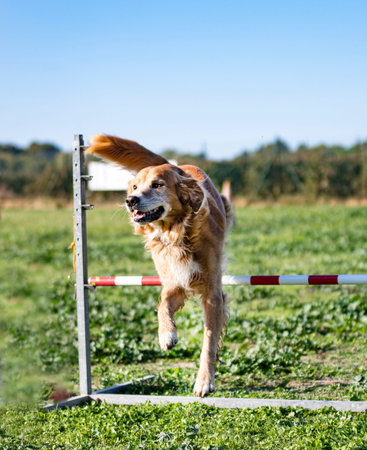 jumping golden retriever in a training for obedienceの写真素材