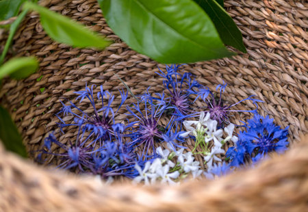many flowers in basket for making plant tincture