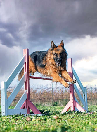 training of agility for a german shepherd in the natureの写真素材