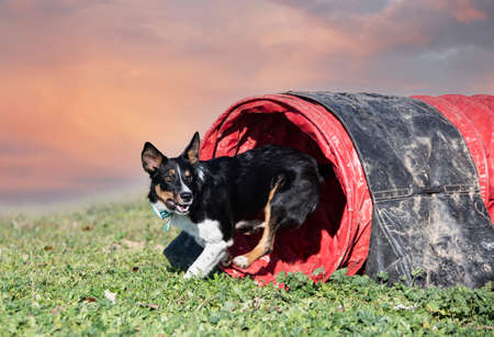 training of agility for a border collie in the natureの写真素材