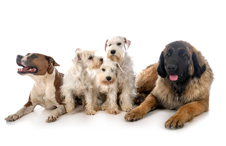 group of dogs in front of white backgroundの写真素材