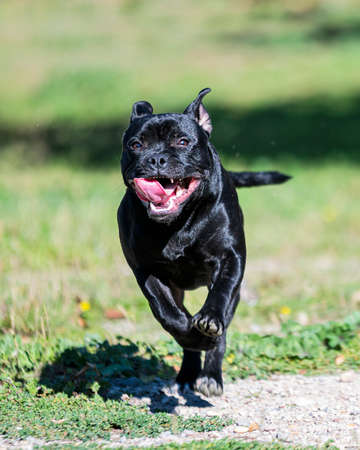 puppt staffordshire bull terrier free in a gardenの写真素材