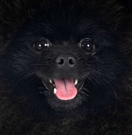 young pomeranian in front of white backgroundの写真素材