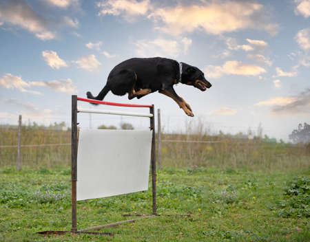 french shepherd training in the k9 with his ownerの写真素材