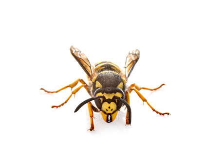 Vespula germanica in front of white backgroundの写真素材