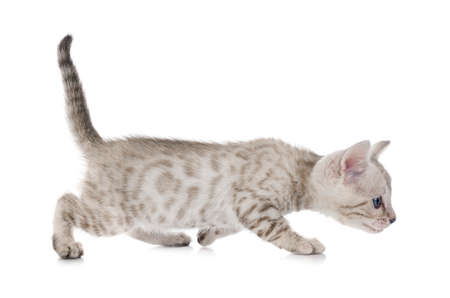 bengal cat in front of white backgroundの写真素材