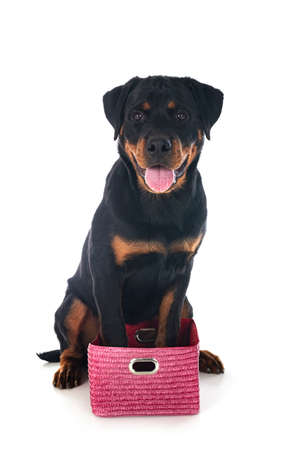 purebred rottweiler in front of white backgroundの写真素材