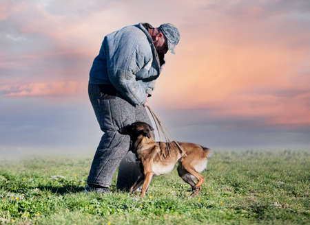 young belgian shepherd training in the nature in summerの写真素材