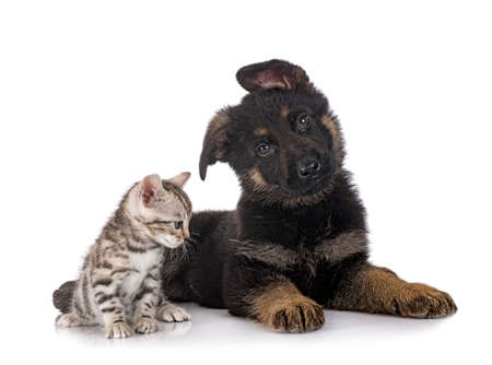 puppy german shepherd and kitten in front of white backgroundの写真素材