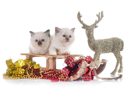 birman kitten in front of white backgroundの写真素材