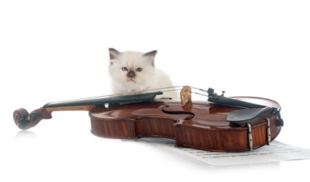 birman kitten in front of white backgroundの写真素材