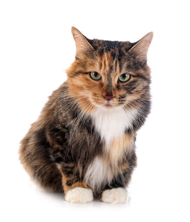 young Kurilian Bobtail in front of white backgroundの写真素材