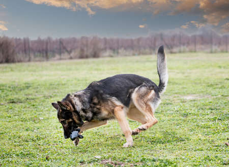 gray german shepherd training in the nature in summerの写真素材