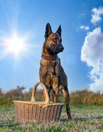 young belgian shepherd training in the nature for securityの写真素材