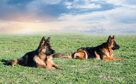 training of obedience for dogs in the nature