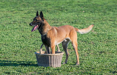 young belgian shepherd training in the nature for securityの写真素材