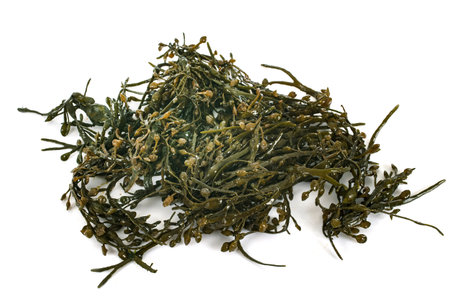 Fucus vesiculosus in front of white background
