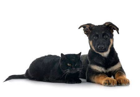 puppy german shepherd and cat in front of white background