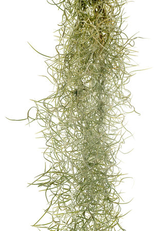 tillandsia plant in front of white backgroundの写真素材