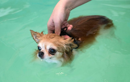 chihuahua and re-education for hydrotherapy in swimming pool
