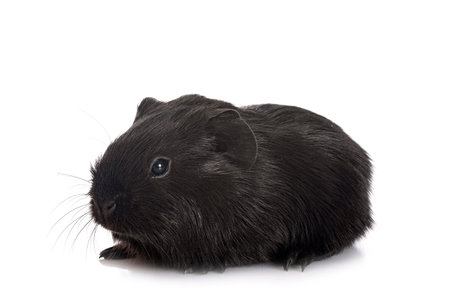 guinea pig in front of white background