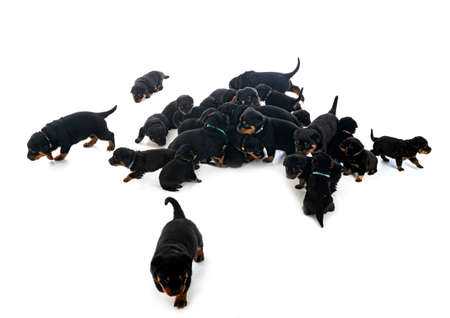 rottweiler puppies in front of white backgroundの写真素材