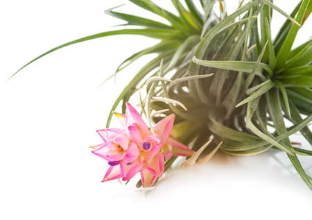 tillandsia plant in front of white backgroundの写真素材