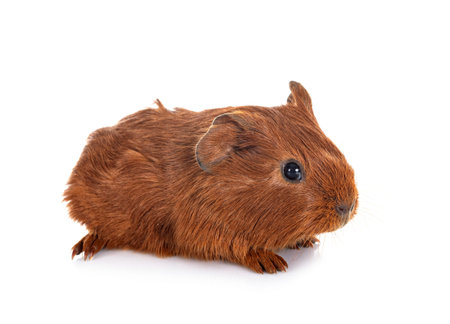 guinea pig in front of white background