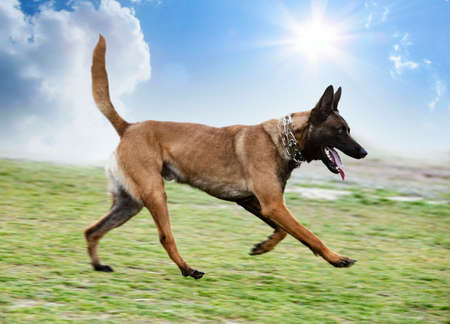 young belgian shepherd training in the nature for securityの写真素材