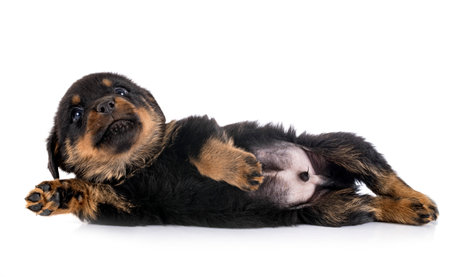 puppy rottweiler in front of white backgroundの写真素材