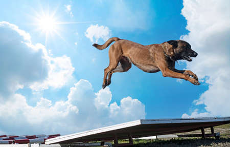 young belgian shepherd training in the nature for securityの写真素材