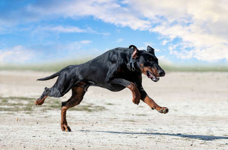 young doberman pinscher training for protection in the natureの写真素材