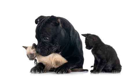 staffordshire bull terrier and kitten in front of white background