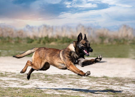 young belgian shepherd training in the nature for securityの写真素材