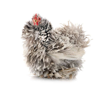Pekin Bantam in front of white backgroundの写真素材