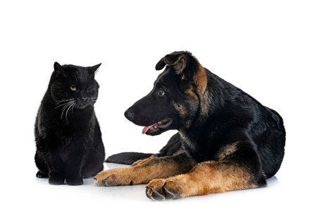 young german shepherd and cat in front of white background