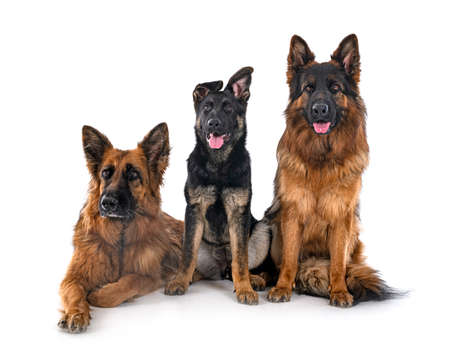 german shepherds in front of white backgroundの写真素材